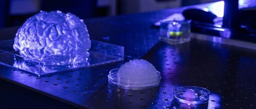 大脑也能“打印”?美国团队造出15%仿真脑模型:或改写医学训练方式